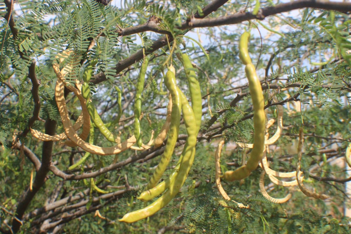 Neltuma juliflora (Sw.) Raf.